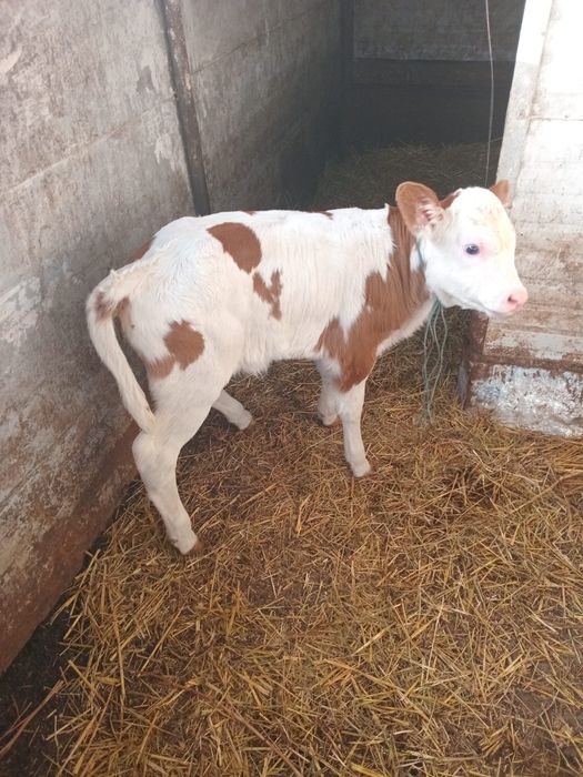 Vând vitea bălțat