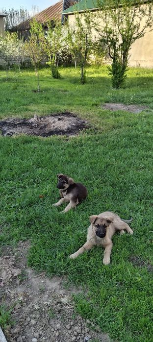 Домашние животные