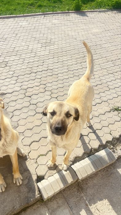 Отдам собачек в добрые руки