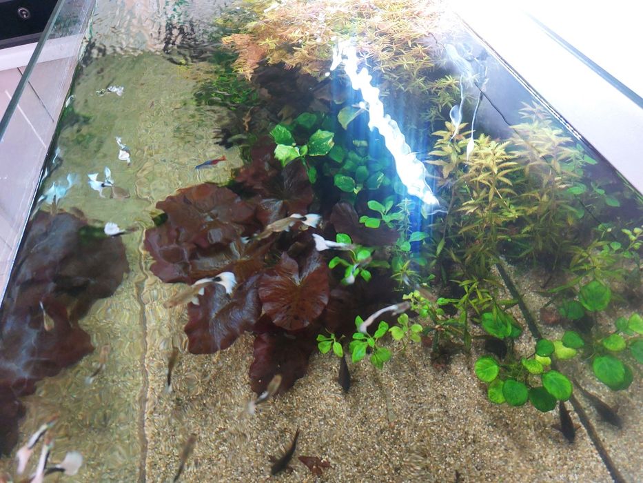 Аквариум на продаже