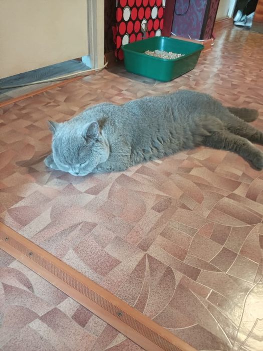 Отдам в добрые руки