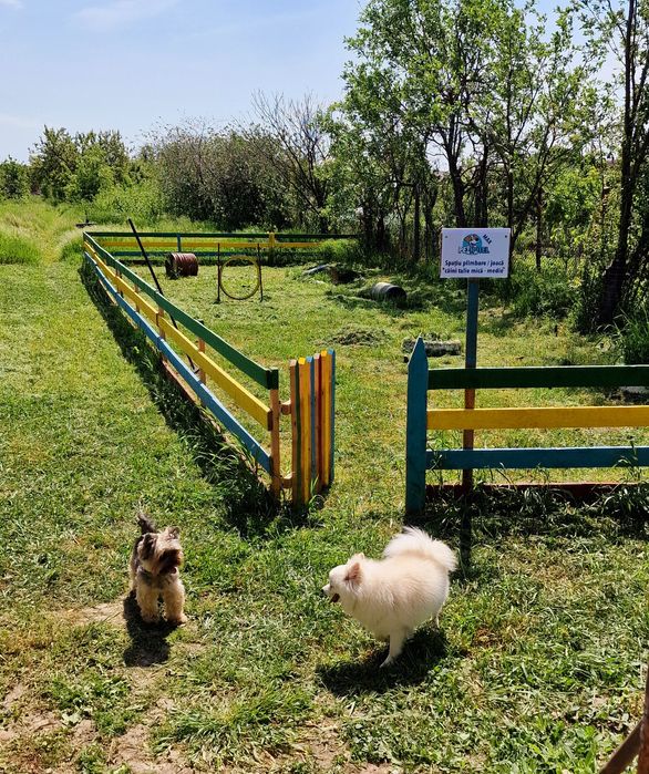 Cazare / Pensiune câini si animale de companie.