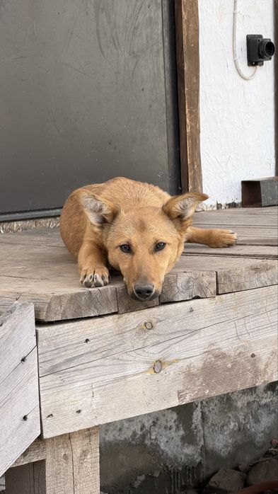 Отдадим щенка только в добрые руки