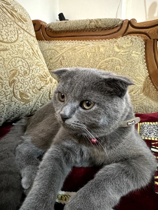 Продается кошка скотиш фолд