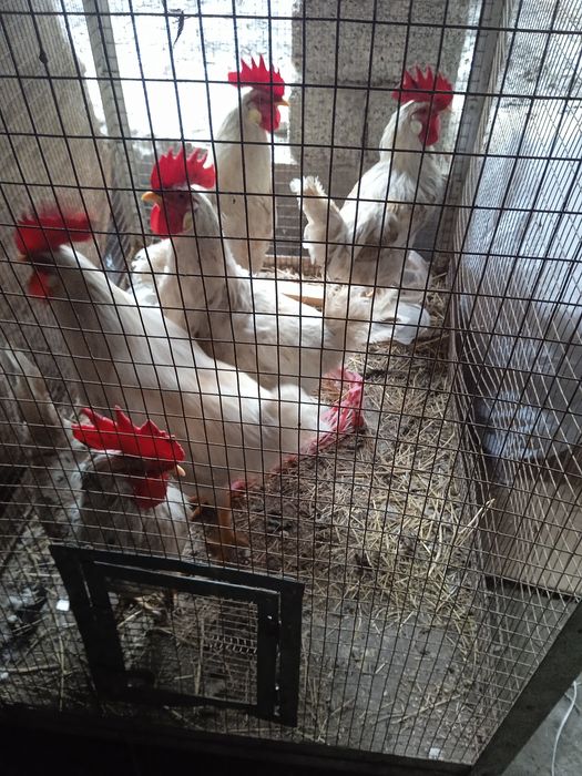 Xotin sevgilisi bilan jinsiy aloqada boladi