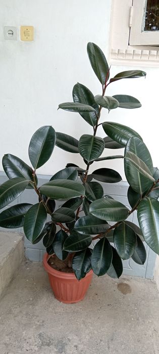 Qora shaxzoda alohida sotiladi 2ta