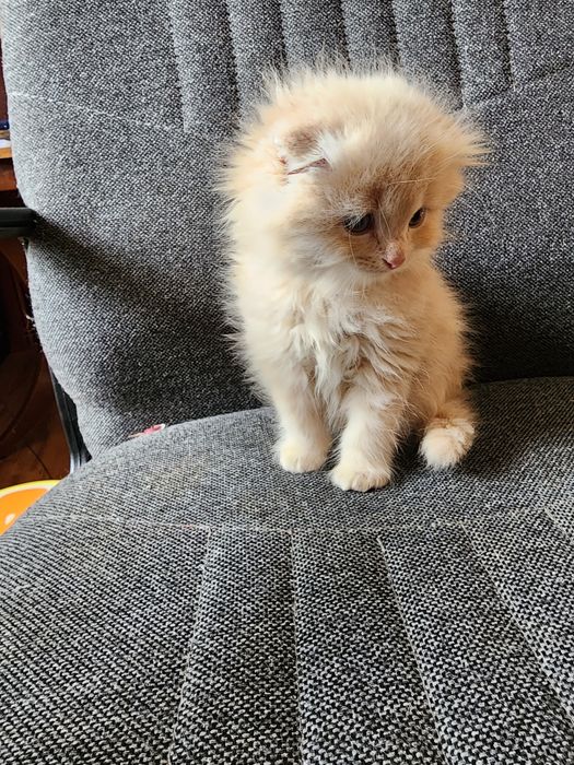 Продам домашних котят