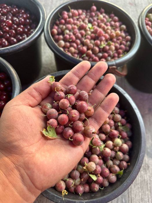 Malina, Smarodina, shotut, Kirojonik