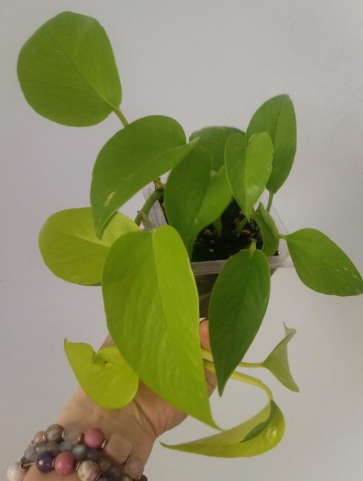 Сциндапсус Платинум, Сильвер Клауд