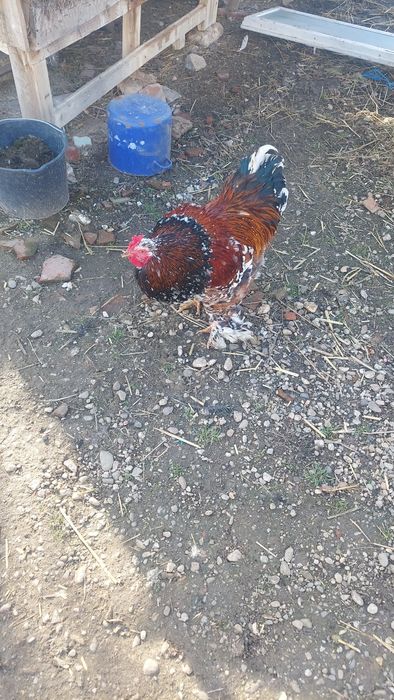 Vând o pereche, cocoș  și o gaina brahma  portelan!