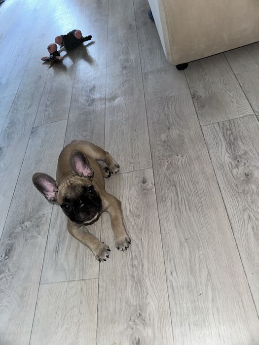 Французский бульдог