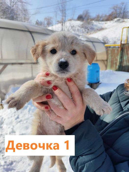 Щенки в добрые руки