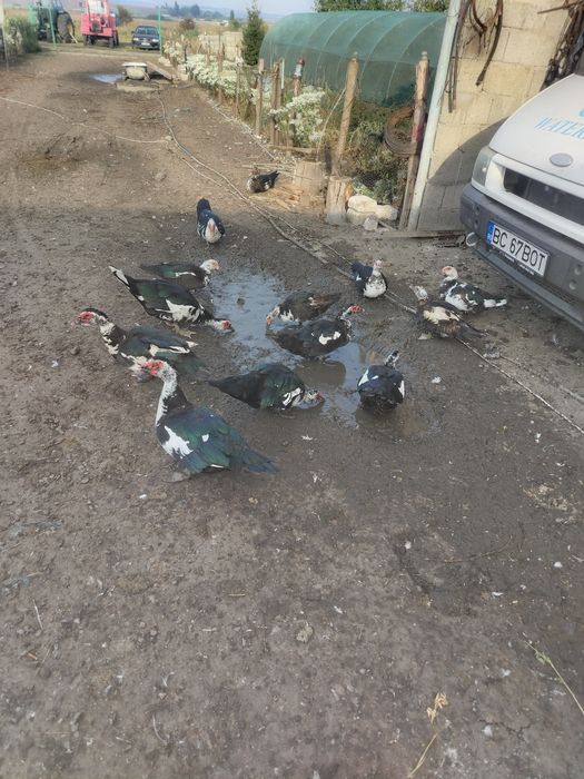 Vând rate leșești tinere