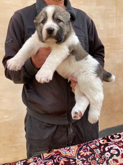 Щенок Туркменского Алабая ( Чистокровный )