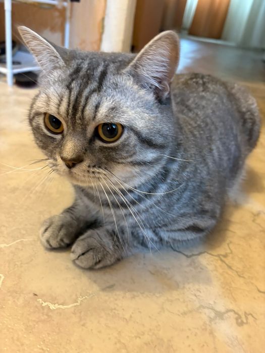 Отдам кота в хорошие руки