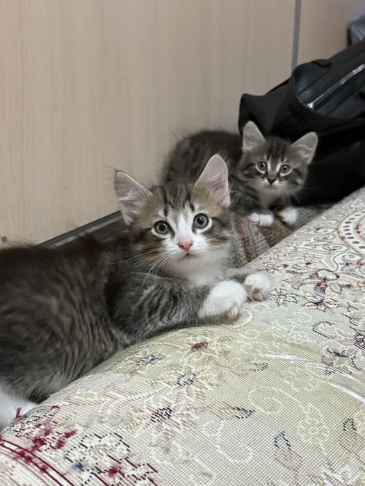 ОТДАМ  Котят в Хорошие руки возраст 1 месяц