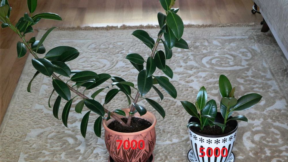 Цветы декоративные - РАСПРОДАЖА