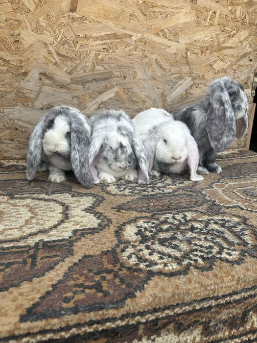 Iepuri berbec german