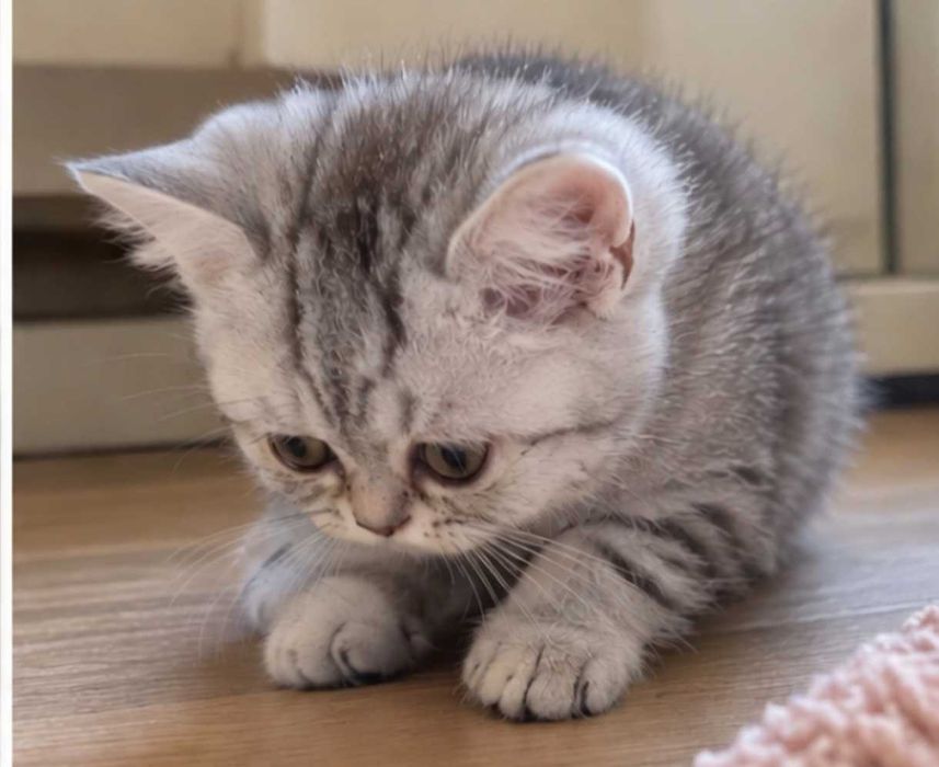 British shorthair tabby