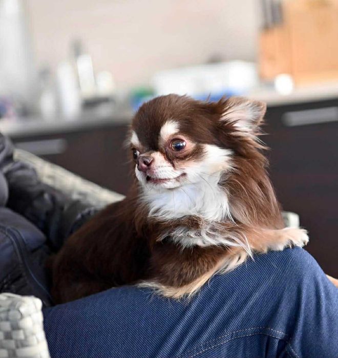 Мъжко мини чихуахуа шокладов тен на две години с тегло 2 кг