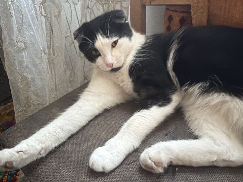 Мысык балдары бар