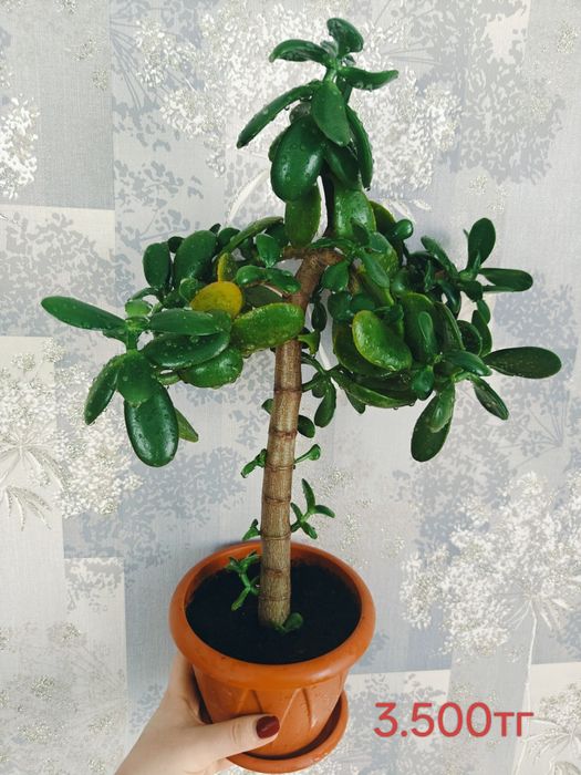 Продам молочай Милля крупноцветковый . Есть доставка