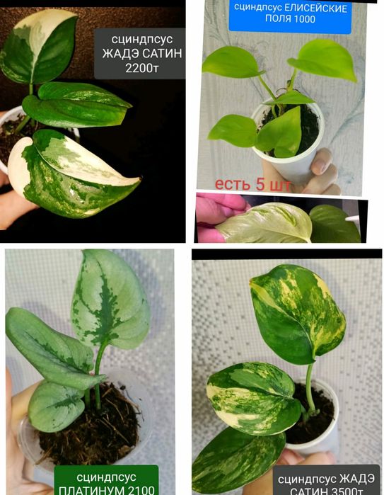 КОМНАТНЫЕ растения 1000т