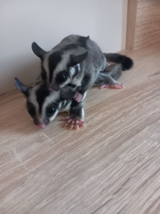 Захарна катеричка