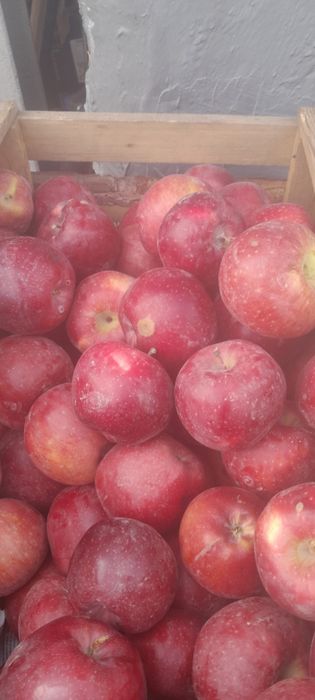 Яблоки тургеньские