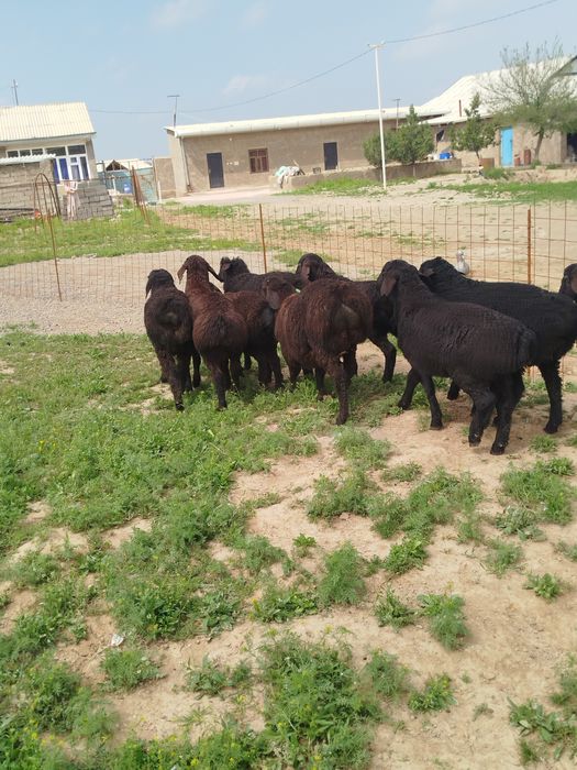 Quzilar sotiladi 2500mlndan 3mln500mingacha bor