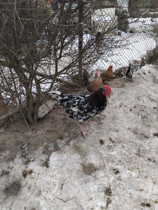 Cocoși tineri și frumoși