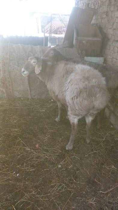 Семіз қой сатам саулық