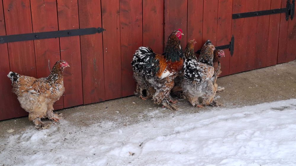 Ouă de incubat Brahma Porțelan