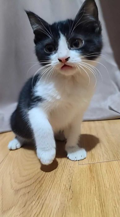 Здравствуй,дорогой друг!Я трехмесячная  ,двухцветная девочка