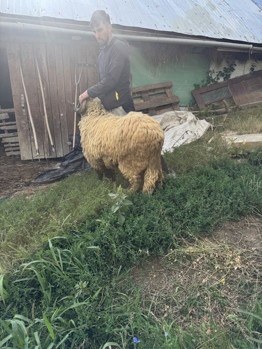 De vanzare mior