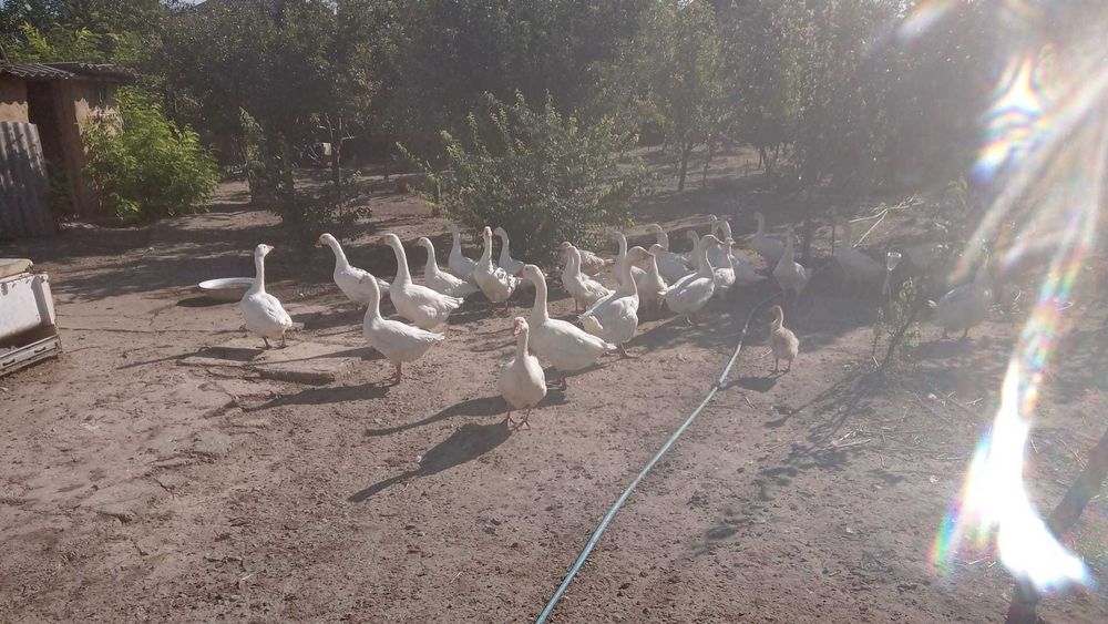 Vand Gaste crescute natural,Belciugatele 20 Km distanta de Bucuresti