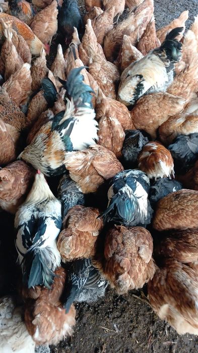 Продам курей породы Ломан Браун по 2000 тг за одну штуку