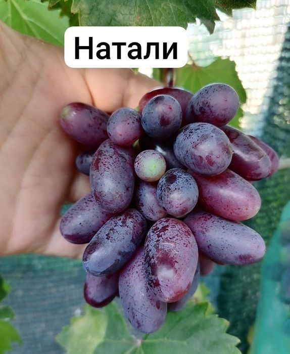 ENG YANGI UZUM sortlari avatar xeloyin sakura vilyur amerikanski blek