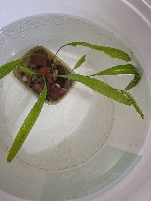 Растения для аквариума