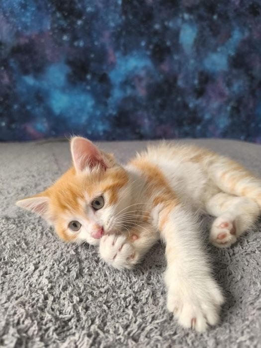 Котенка отдам в хорошие руки