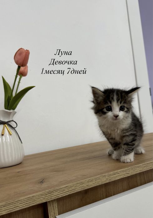 Котята в добрые и ответственные руки