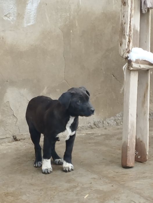 Продаётся щенок питбультерьер (сука)