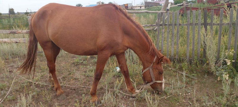 Продам кобылу хорошая крупная