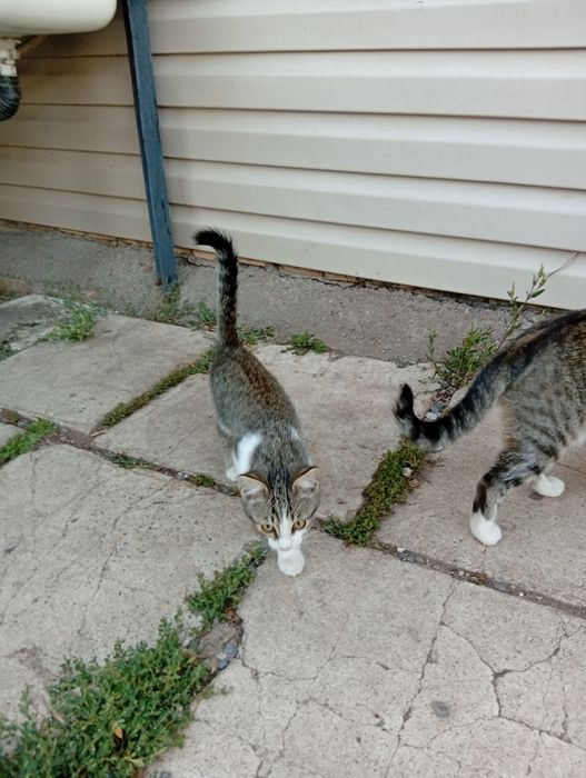 Отдам котят в хорошие руки.