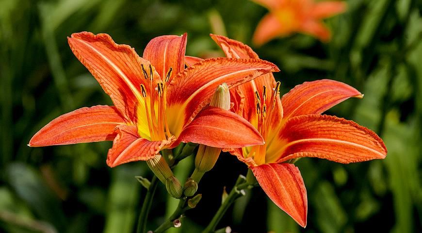 Продам луковицы ирисов