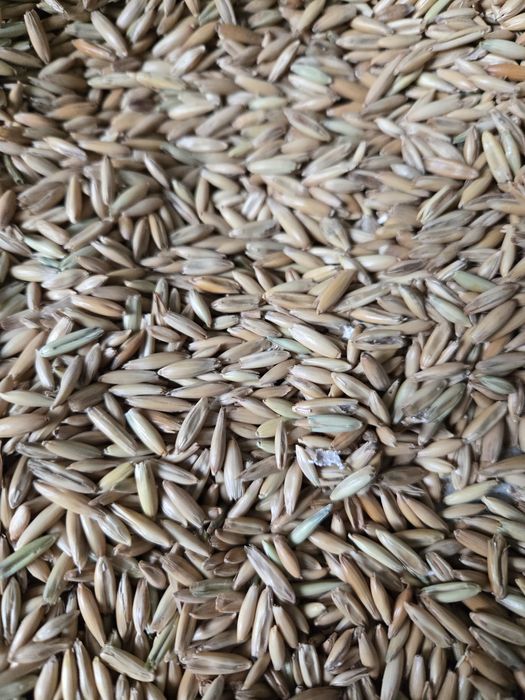 Экспорцет  семена тұқым