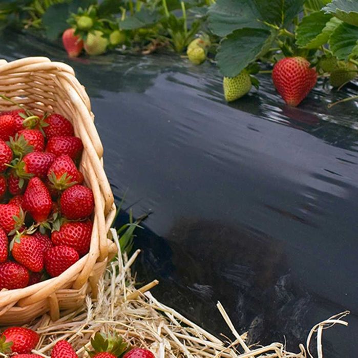 Мульчирующая пленка для клубники