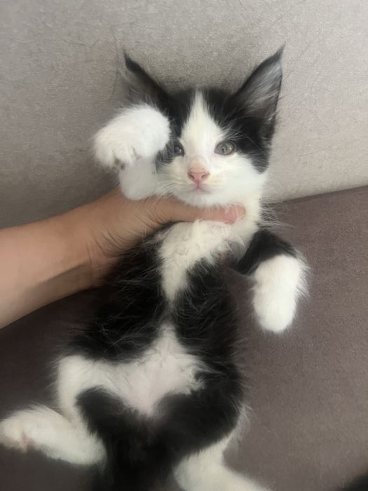 Котята отдам в добрые руки  шымкент