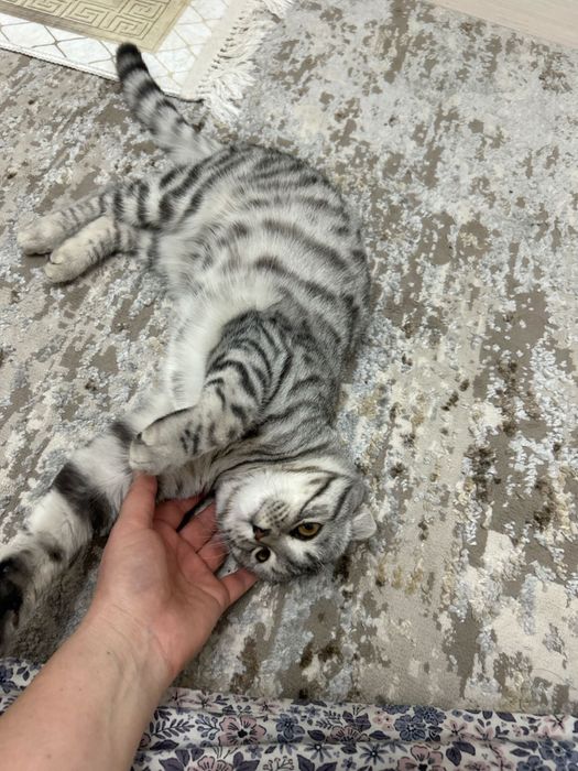 Продается кошка 30.000