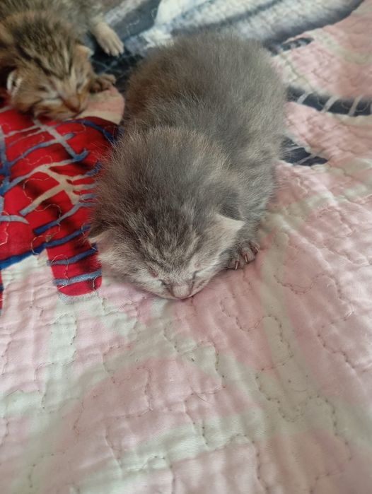 Продам котят красивые